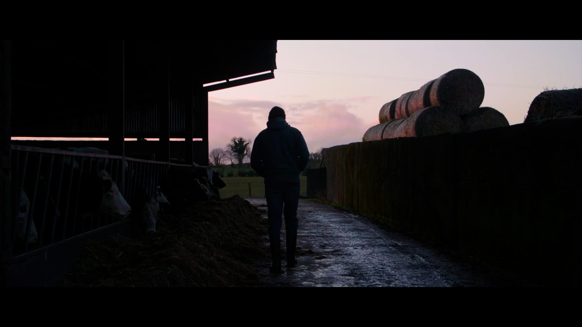 man cows farm sunrise