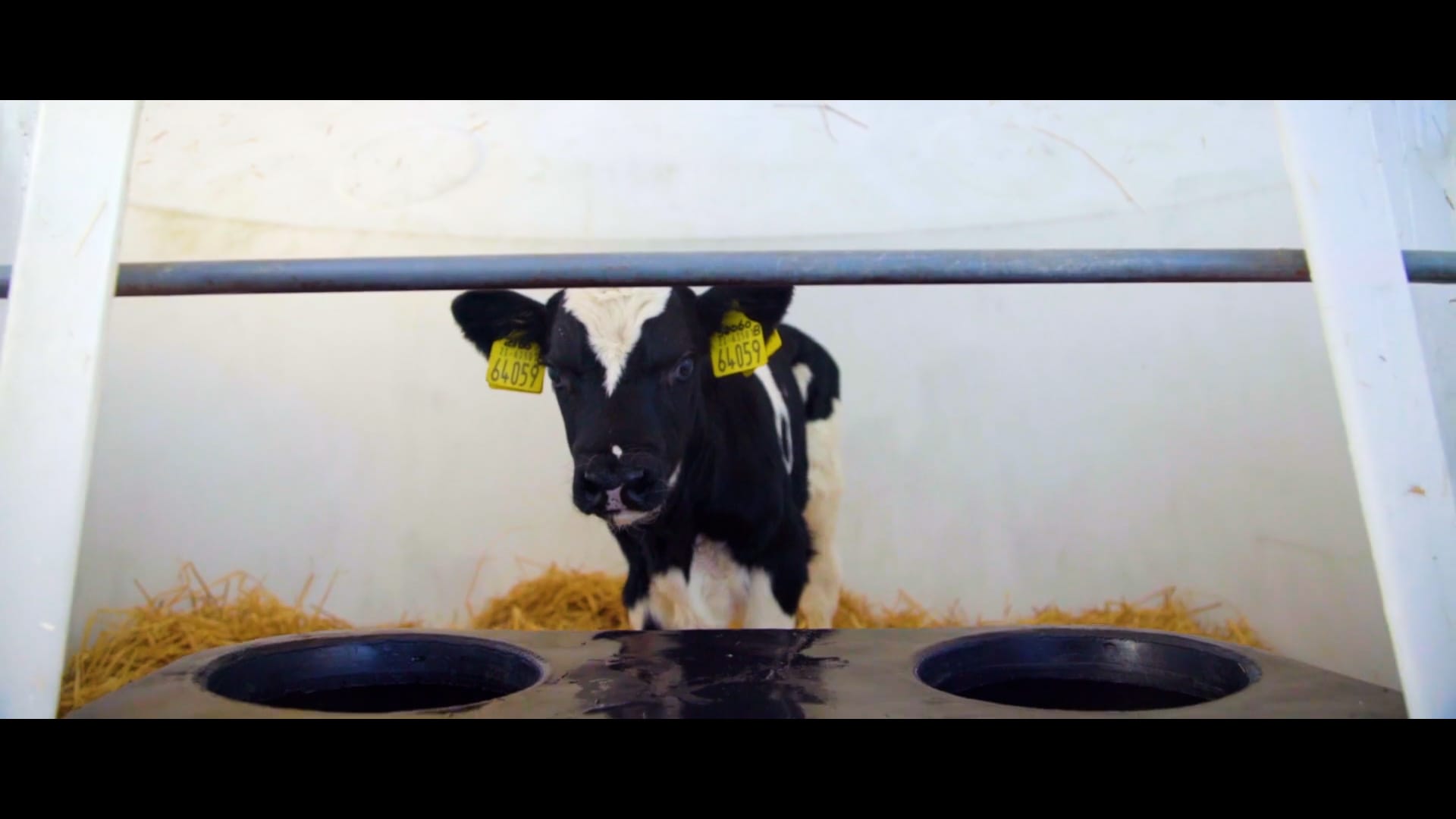 cow farm tags
